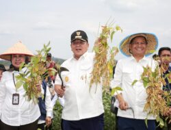 Gubernur Arinal Panen Perdana Kedelai Hasil Kebun Percobaan Fakultas Pertanian Unila