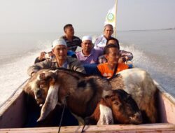 Dewan Dakwah Lampung Menyebarkan 35 Sapi dan 91 Kambing Se-Lampung