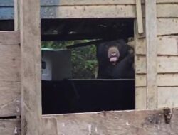 Beruang Madu Muncul di Tepi Hutan Marga, Kabid Humas Polda Lampung :  Warga Diimbau Tidak Membuang Sampah Sembarangan