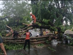 TRC BPBD Bandar Lampung Gerak Cepat Evakuasi Pohon Tumbang Akibat Hujan Deras