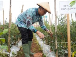 Bupati Pringsewu Riyanto Pamungkas Panen Cabai Merah di Pekon Enggal Rejo