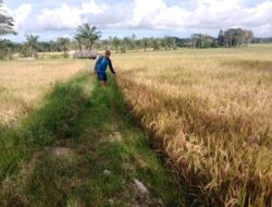 Para Petani Di Palas Keluhkan Alat Bantuan Panen Padi Saat Panen Tiba, Pemerintah Harus Ambil Langkah