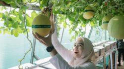 Ketua TP. PKK Provinsi Lampung Pimpin Panen di Agropark, Perkuat Peran PKK dalam Ekonomi Keluarga