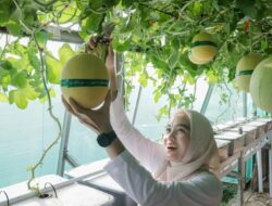 Ketua TP. PKK Provinsi Lampung Pimpin Panen di Agropark, Perkuat Peran PKK dalam Ekonomi Keluarga
