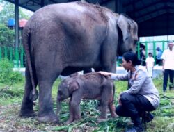 Nama Kapolres Lampung Timur (Heti) Diabadikan untuk Bayi Gajah Yang Baru Lahir di Way Kambas