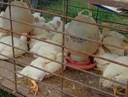 Broiler Jadi Tulang Punggung Peternakan di Pesawaran