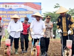 DPRD Lampung : Tanam Raya Jagung Digelar di Gedong Tataan, Dukung Ketahanan Pangan Nasional