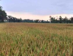 Harga Gabah Stabil, Petani Mesuji Semringah